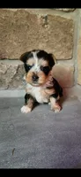 Rosie...female....parti/merle, a female Yorkshire Terrier for sale in Old Fort, TN – 4 of 5