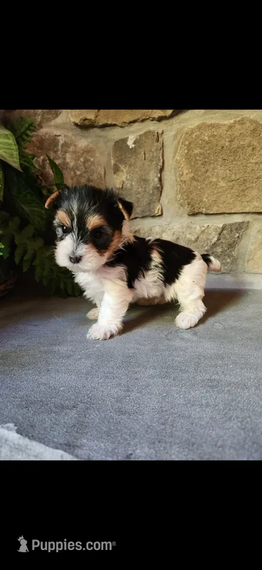 Tyler...male...parti – Yorkshire Terrier puppy for sale in Old Fort, TN