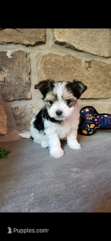 T-Tiny Tyler, a male Morkie for sale in Old Fort, TN – Photo 1 of 10