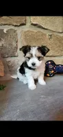 T-Tiny Tyler, a male Morkie for sale in Old Fort, TN – Photo 1 of 10