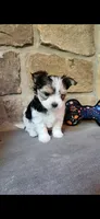 T-Tiny Tyler, a male Morkie for sale in Old Fort, TN – Photo 2 of 10