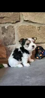 T-Tiny Tyler, a male Morkie for sale in Old Fort, TN – Photo 8 of 10