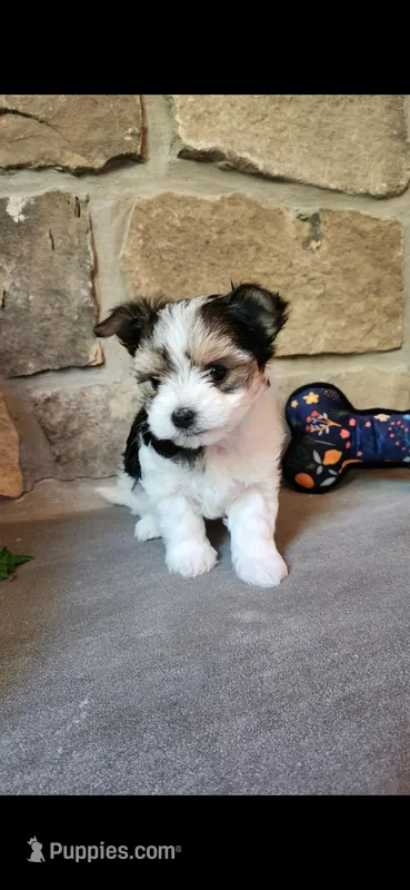 T-Tiny Tyler – Morkie puppy for sale in Old Fort, TN