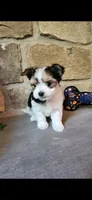 T-Tiny Tyler, a male Morkie for sale in Old Fort, TN – Photo 4 of 10