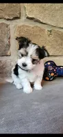 T-Tiny Tyler, a male Morkie for sale in Old Fort, TN – Photo 3 of 10