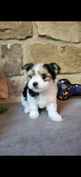 T-Tiny Tyler, a male Morkie for sale in Old Fort, TN – Photo 9 of 10