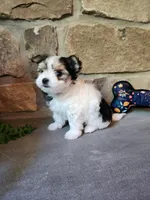 T-Tiny Tyler, a male Morkie for sale in Old Fort, TN – Photo 10 of 10
