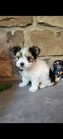 T-Tiny Tyler, a male Morkie for sale in Old Fort, TN – Photo 7 of 10