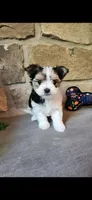T-Tiny Tyler, a male Morkie for sale in Old Fort, TN – Photo 5 of 10