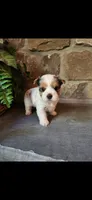 Ollie....male....parti/merle, a male Yorkshire Terrier for sale in Old Fort, TN – 4 of 6