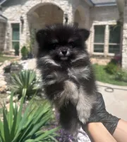 Berry, a female Pomeranian for sale in Austin, TX – 3 of 9