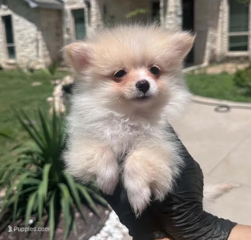 Cherry – Pomeranian puppy for sale in Austin, TX