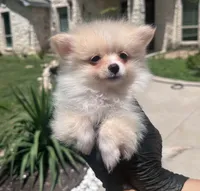 Cherry, a female Pomeranian for sale in Austin, TX – 1 of 7