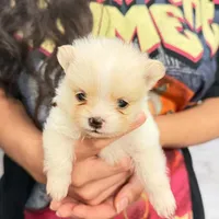 Cherry, a female Pomeranian for sale in Austin, TX – 6 of 7