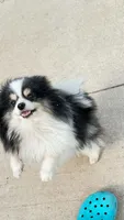 Honor, a male Pomeranian for sale in Austin, TX – 5 of 6