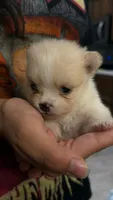 Cherry, a female Pomeranian for sale in Austin, TX – 5 of 7
