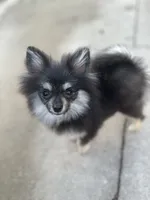 Berry, a female Pomeranian for sale in Bastrop, TX – 2 of 10