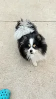 Honor, a male Pomeranian for sale in Austin, TX – 1 of 6