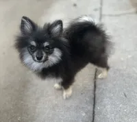 Berry, a female Pomeranian for sale in Bastrop, TX – 7 of 10