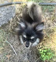 Berry, a female Pomeranian for sale in Bastrop, TX – 5 of 10