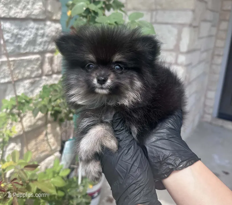 Berry – Pomeranian puppy for sale in Austin, TX