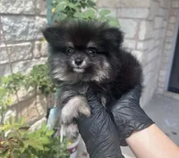 Berry, a female Pomeranian for sale in Austin, TX – 1 of 9