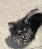 Berry, a female Pomeranian for sale in Austin, TX – 2 of 7