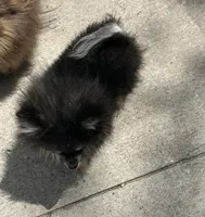 Berry, a female Pomeranian for sale in Austin, TX – 3 of 7