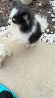 Honor, a male Pomeranian for sale in Austin, TX – 6 of 6
