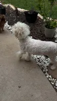 Pom Pom, a female Pomapoo for sale in Austin, TX – 3 of 7