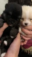 Berry, a female Pomeranian for sale in Austin, TX – 9 of 9