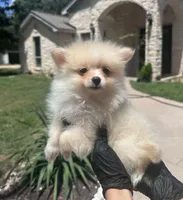 Cherry, a female Pomeranian for sale in Austin, TX – 3 of 7