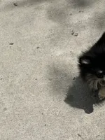 Berry, a female Pomeranian for sale in Austin, TX – 5 of 7
