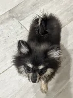 Berry, a female Pomeranian for sale in Austin, TX – 1 of 7