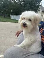 Pom Pom, a female Pomapoo for sale in Austin, TX – 5 of 7