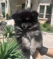 Berry, a female Pomeranian for sale in Austin, TX – 6 of 7