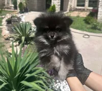 Berry, a female Pomeranian for sale in Austin, TX – 8 of 9