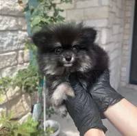 Berry, a female Pomeranian for sale in Austin, TX – 7 of 7