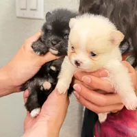 Berry, a female Pomeranian for sale in Austin, TX – 7 of 9