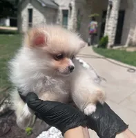 Cherry, a female Pomeranian for sale in Austin, TX – 2 of 7