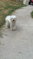 Pom Pom, a female Pomapoo for sale in Austin, TX – 6 of 7