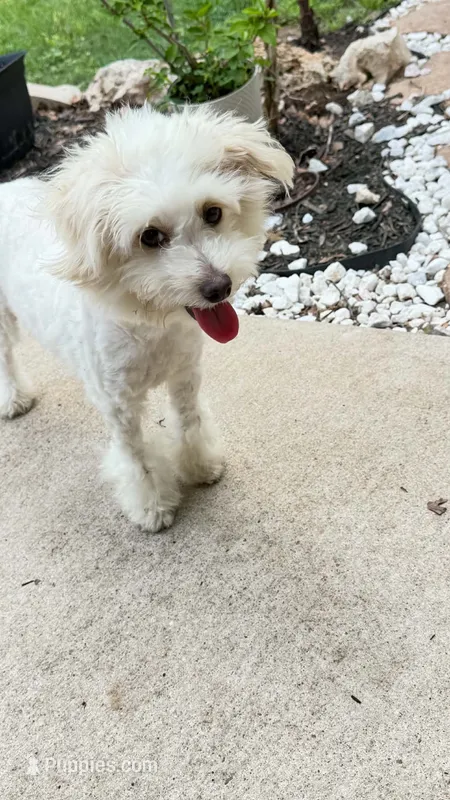 Pom Pom – Pomapoo puppy for sale in Austin, TX