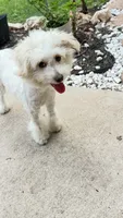 Pom Pom, a female Pomapoo for sale in Austin, TX – 1 of 7