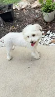 Pom Pom, a female Pomapoo for sale in Austin, TX – 2 of 7