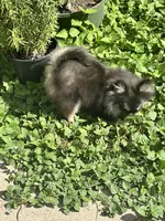 Berry, a female Pomeranian for sale in Bastrop, TX – 9 of 10