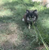 Berry, a female Pomeranian for sale in Bastrop, TX – 4 of 10