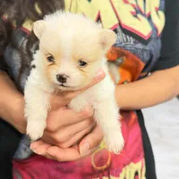 Cherry, a female Pomeranian for sale in Austin, TX – 7 of 7