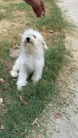 Pom Pom, a female Pomapoo for sale in Austin, TX – 7 of 7