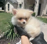 Cherry, a female Pomeranian for sale in Austin, TX – 4 of 7