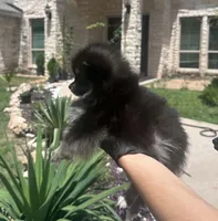 Berry, a female Pomeranian for sale in Austin, TX – 2 of 9